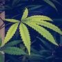 cannabis medica in liguria. un commento del Collettivo Pazienti Impazienti Cannabis