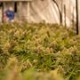 ¿Cómo secar la humedad del indoor de cannabis?