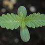 pH perfecto para crecimiento de marihuana.