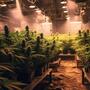 Cómo evitar fugas de luz en el indoor del cannabis.