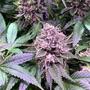 Gorilla Zkittlez:
