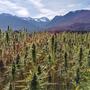 Die ökonomische Bedeutung von Cannabis