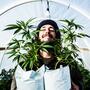 emerald triangle