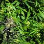 Homegrowing a Cannabis Plant: Killing Time During Lockdown