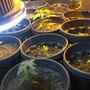 Horas de luz del cannabis en invierno
