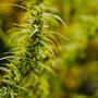 cannabis outdoor garden.