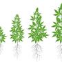 Nuevos descubrimientos sobre el microbioma del cannabis