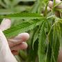 Cannabis
