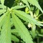Calor, marihuana y verano: el cultivador no tiene vacaciones