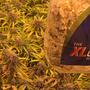 ¿El CO2 ayuda con los clones y el enraizamiento?