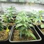 Cannabis indoor in terra?