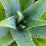 Aloe vera protegge la cannabis