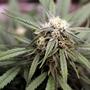Good Ganja Sense. Foto Jamie Edwards