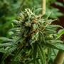 Cannabis: cause e rimedi per guarire le nostre piante morenti