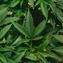 Tutti pazzi per Mary Jane