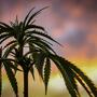 Welches Cannabis eignet sich am besten für Textilien oder Hautpflegeprodukte