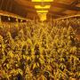Cannabis, miglioramento genetico e l'importanza dell’artigianato.