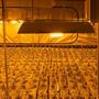 Cannabis indoor e bollette: come risparmiare energia
