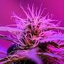 Aprende a escoger luz LED para cultivo de marihuana.
