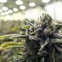 Sistemas HID, LED y T5 para cultivo de marihuana.