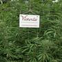 California: marihuana legal en el corazón de la prohibición