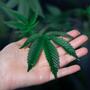 Valores de pH y EC en la marihuana.