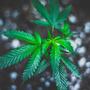 marijuana plant homegrowing laws.