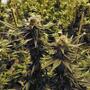 CO2: floración y vegetativo en el cannabis.