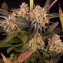 Mimosa Evo. Un trionfo dell’evoluzione degli strain