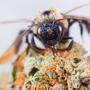 Api e cannabis