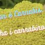 non-cannabis-cannabinoidi-ombrello