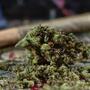 cannabis-medica-northern-lights