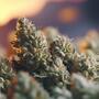 ¿pH alto del cultivo de marihuana o bajo?