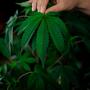 12 Kilo Cannabis: In Spanien geringe Menge?