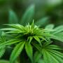 Déjà-vu mit dem Marijuana Tax Act?