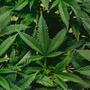 Abono del cannabis reseña de fertilizantes