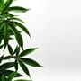 Cannabis legal in Luxemburg