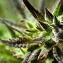 Función de los quelatos y aminoácidos en la marihuana.