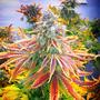 Rainbow Kush