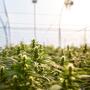 hemp