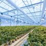 cannabis farm