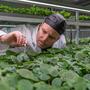 la più grande fattoria di wasabi indoor d’Europa
