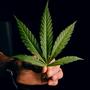 Cannabis News Deutschland, Österreich und Schweiz