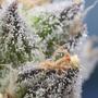 Quando tagliare le piante di cannabis? I tricomi ci aiutano a capirlo