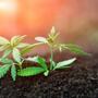 Guida completa al super soil - Tutto quello che c'è da sapere