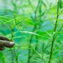 Haz tu propia tierra para ccultivar cannabis.