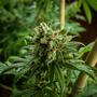 Temperatura y humedad durante floración, vegetativo semilla y esqueje del cultivo de marihuana.