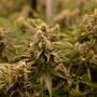 Temperatura, riego y estrés en el cultivo de cannabis.