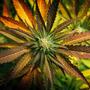 Keine Veränderungen beim Konsum nach der Legalisierung