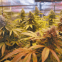 Cómo transplantar marihuana en cultivo interior.